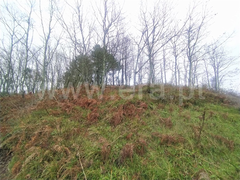 Terreno / Baião, Campelo e Ovil