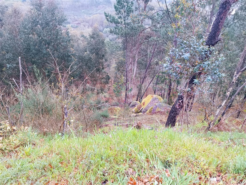 Terreno / Baião, Campelo e Ovil