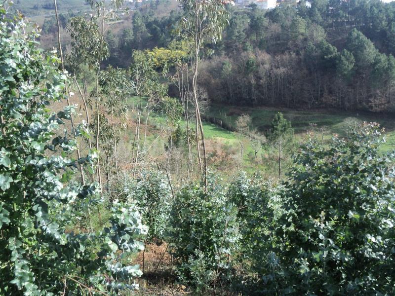 Terreno  Baião, Gove - 707491 - 2