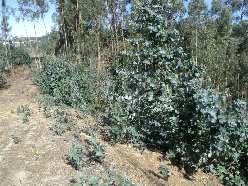 Terreno  Baião, Gove - 707491 - 1