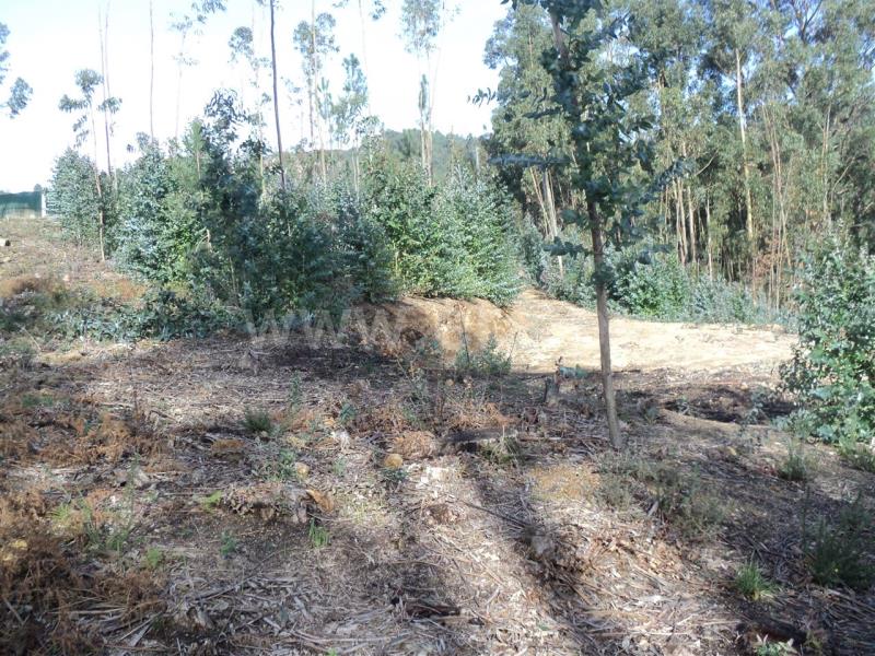 Terreno  Baião, Gove - 707491 - 3