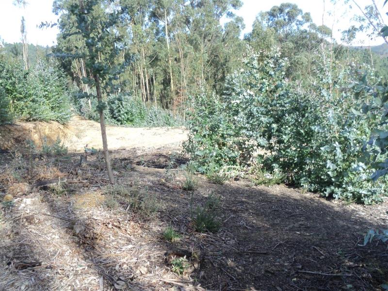 Terreno  Baião, Gove - 707491 - 4