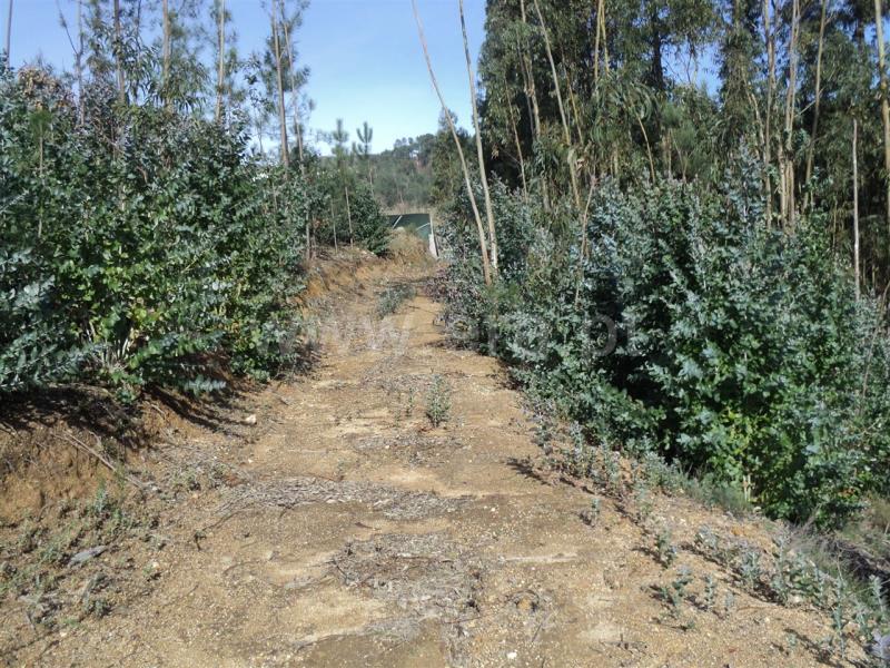 Terreno / Baião, Gove