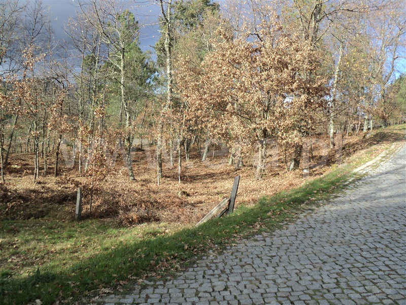 Terreno / Baião, Gove