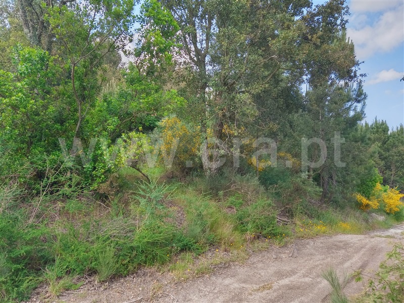 Terreno  Baião, Santa Cruz do Douro e São Tomé de Covelas - 1175995 - 9