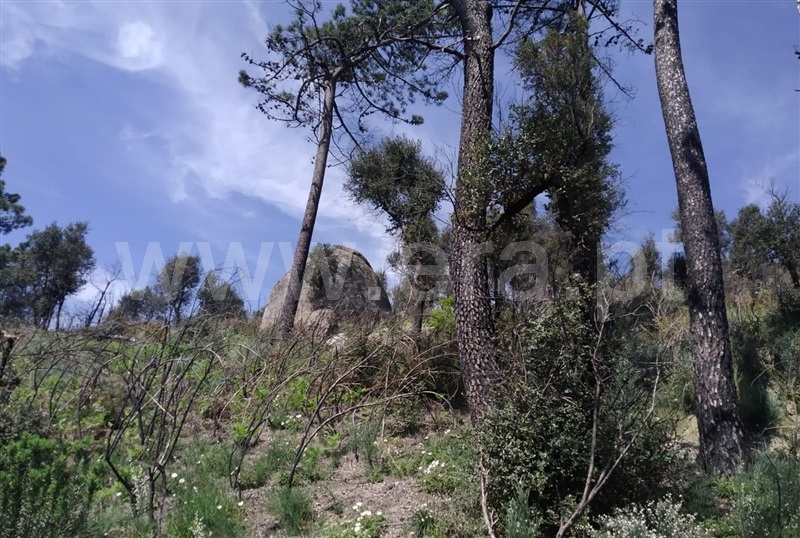 Terreno  com Rústico Baião, Santa Cruz do Douro e São Tomé de Covelas - 1399807 - 4