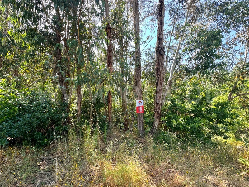 Terreno / Baião, Santa Marinha do Zêzere