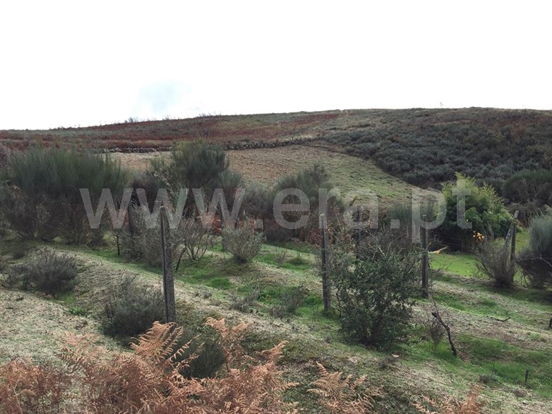 Terreno  Baião, Viariz - 965372 - 4