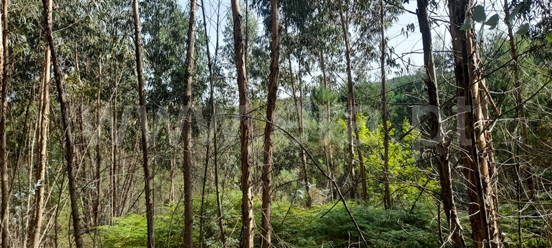 Terreno  Barcelos, Aborim - 1500701 - 9