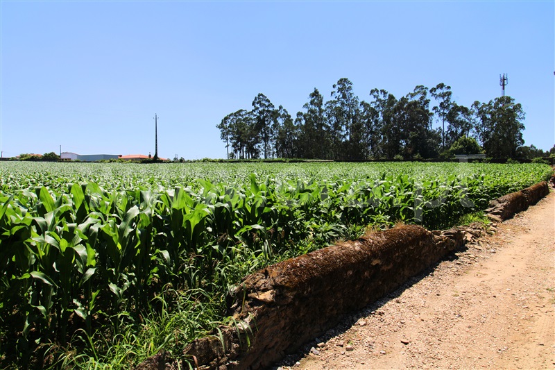 Terreno / Barcelos, Barqueiros