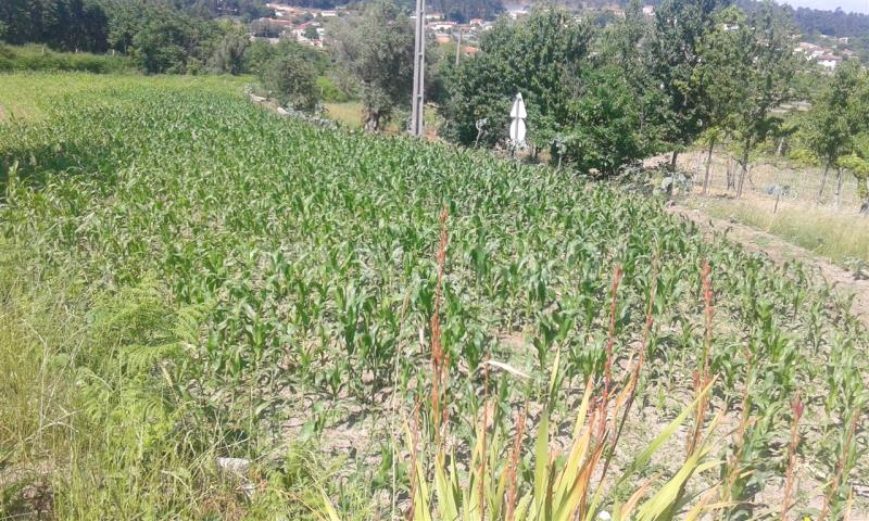 Terreno  Barcelos, Campo e Tamel (São Pedro Fins) - 821168 - 6