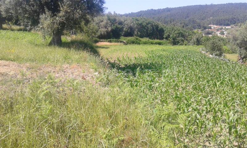 Terreno  Barcelos, Campo e Tamel (São Pedro Fins) - 821168 - 3