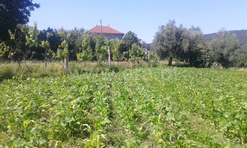 Terreno  Barcelos, Campo e Tamel (São Pedro Fins) - 821168 - 2
