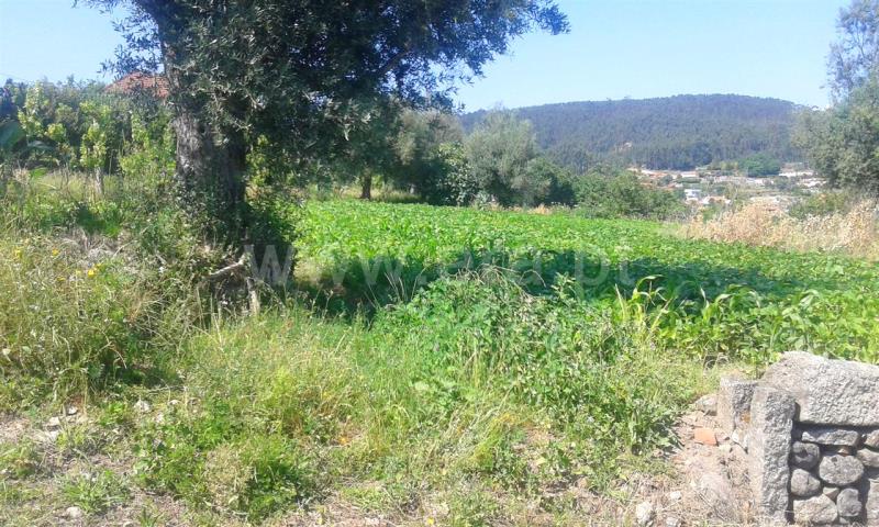 Terreno  Barcelos, Campo e Tamel (São Pedro Fins) - 821168 - 5