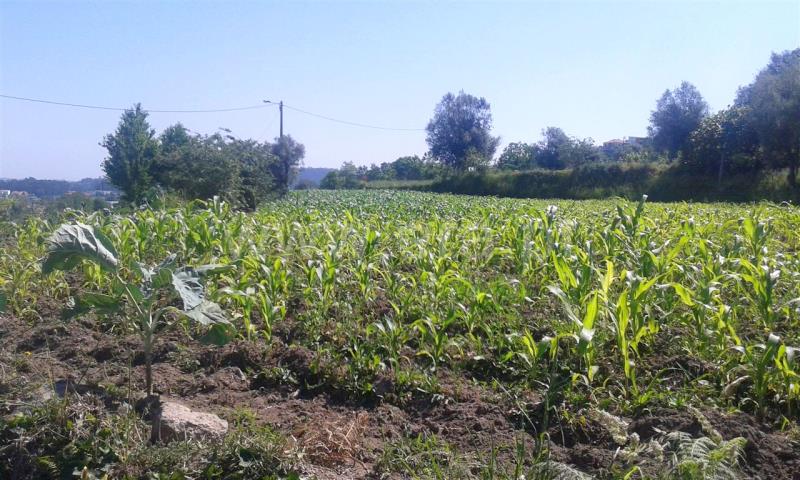 Terreno  Barcelos, Campo e Tamel (São Pedro Fins) - 821168 - 8