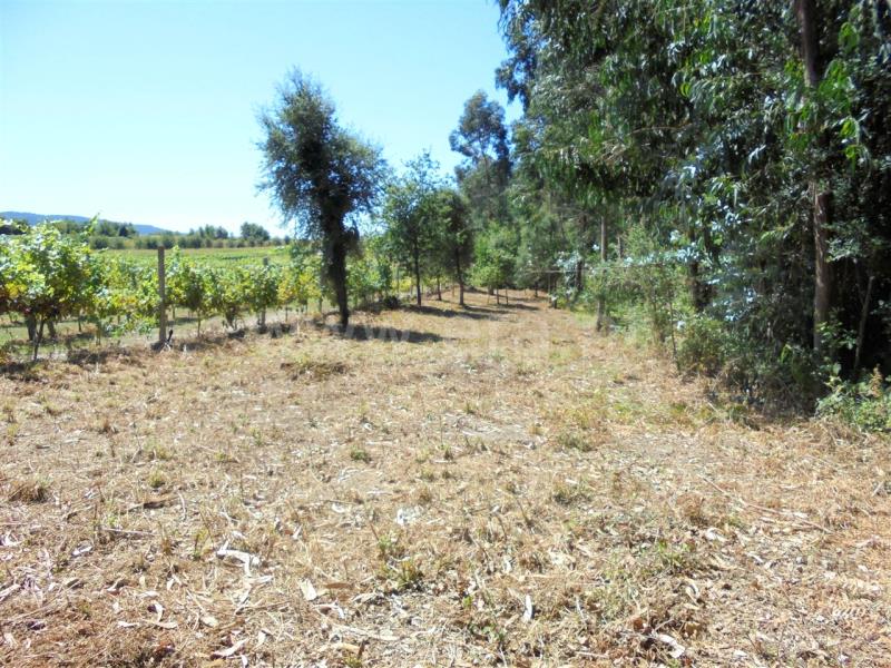 Terreno / Barcelos, Creixomil e Mariz