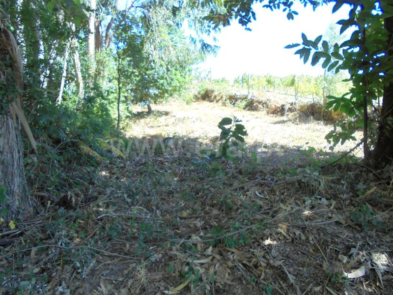 Terreno  Barcelos, Creixomil e Mariz - 840237 - 3