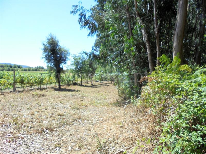 Terreno  Barcelos, Creixomil e Mariz - 840237 - 4