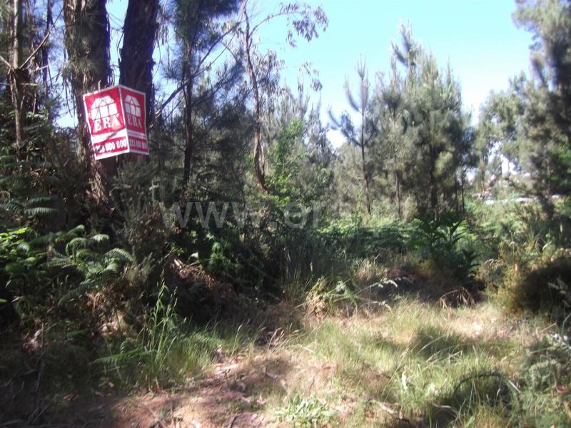 Terreno  Barcelos, Galegos (São Martinho) - 655786 - 3