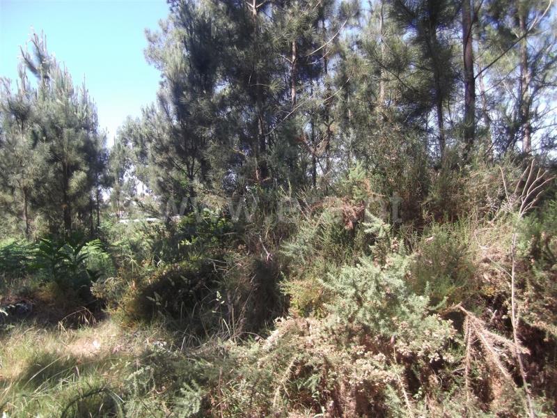 Terreno  Barcelos, Galegos (São Martinho) - 655786 - 5