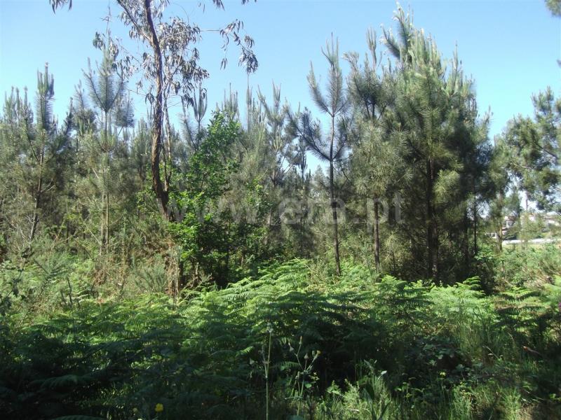 Terreno  Barcelos, Galegos (São Martinho) - 655786 - 2