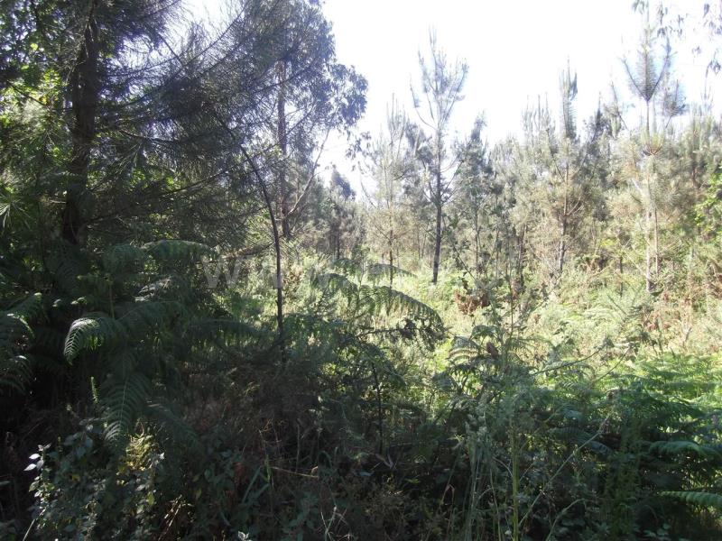 Terreno  Barcelos, Galegos (São Martinho) - 655786 - 4