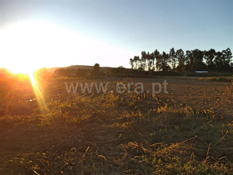 Terreno  Barcelos, Roriz - 762616 - 3