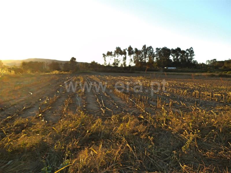Terreno  Barcelos, Roriz - 762616 - 4