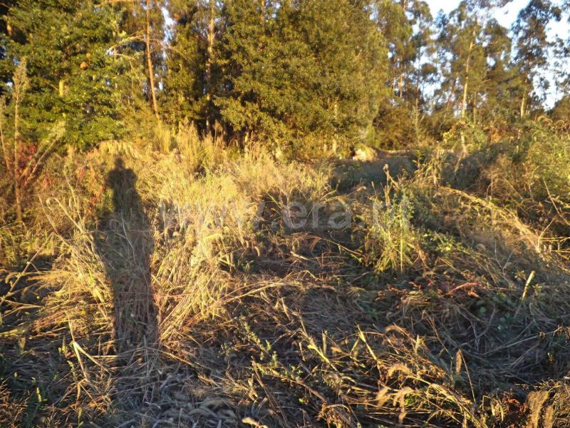 Terreno  Barcelos, Roriz - 762616 - 7