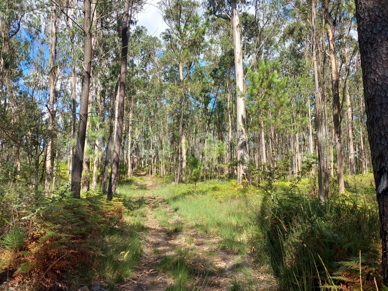Terreno  Barcelos, Tamel (Santa Leocádia) e Vilar do Monte - 1424486 - 3