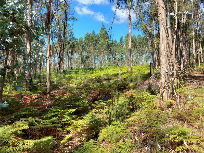 Terreno  Barcelos, Tamel (Santa Leocádia) e Vilar do Monte - 1424486 - 8