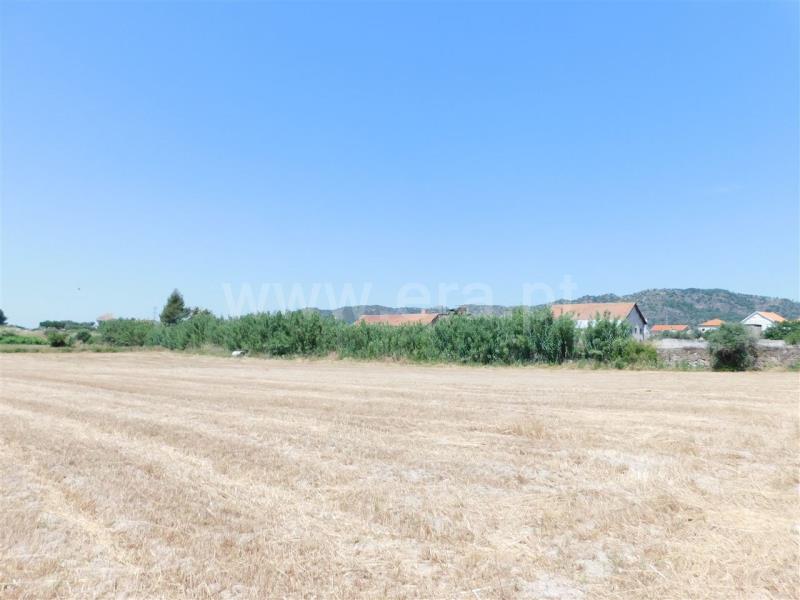 Terreno / Belmonte, Belmonte