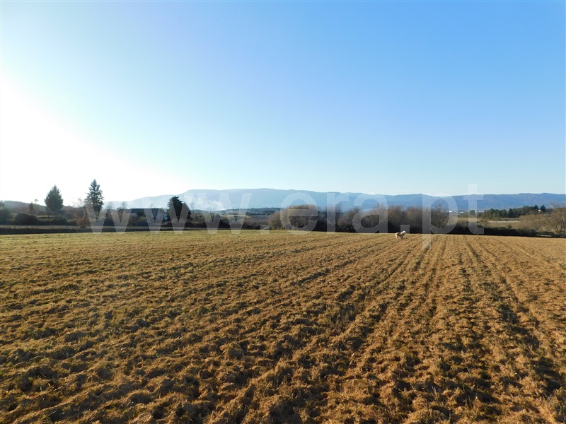 Quinta  Belmonte, Caria - 231769 - 4