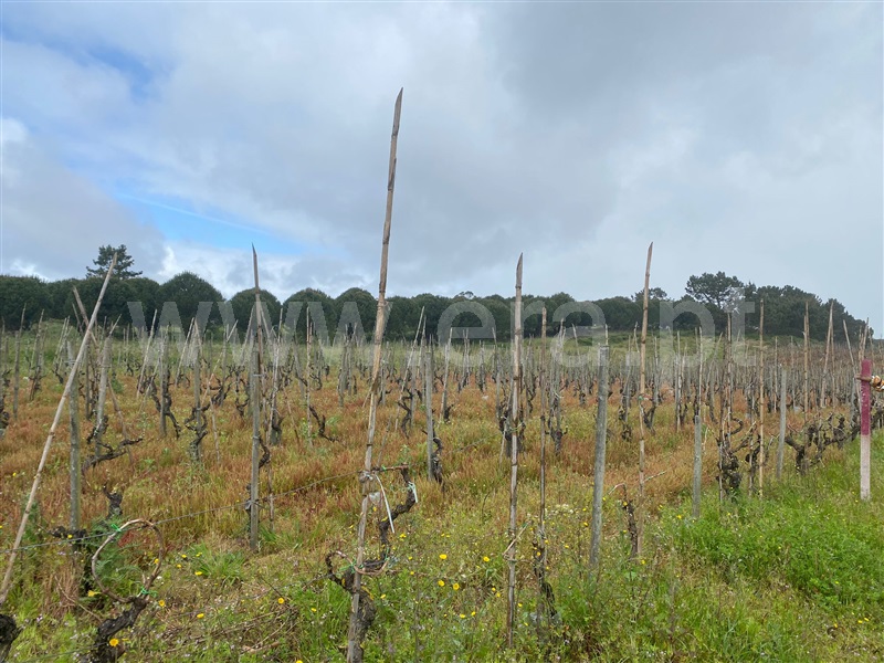 Terreno  Bombarral, Gamelas - 1393959 - 4