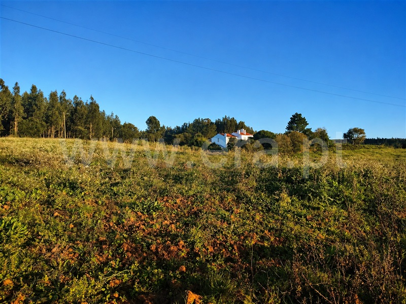 Terreno / Bombarral, Bombarral e Vale Covo