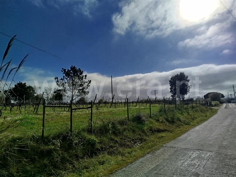 Terreno  Bombarral, Salgueiro - 1453539 - 2