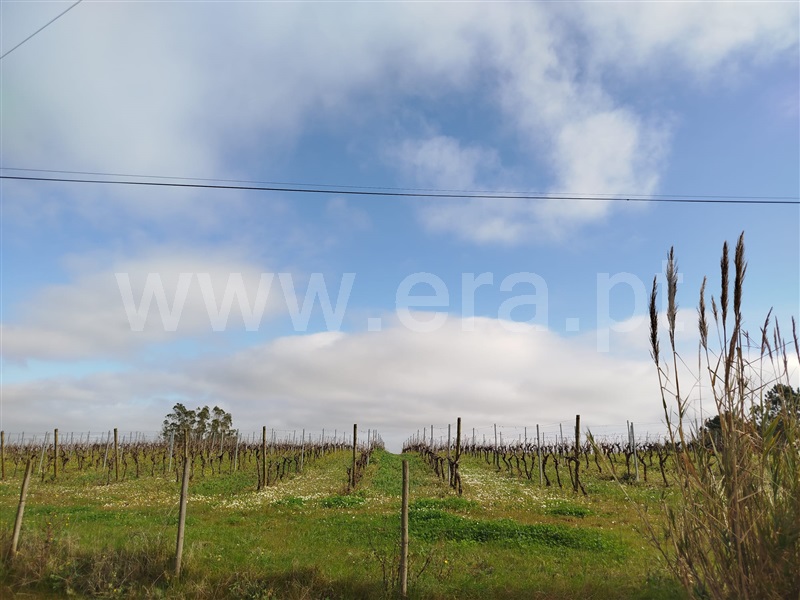 Terreno  Bombarral, Salgueiro - 1453539 - 3