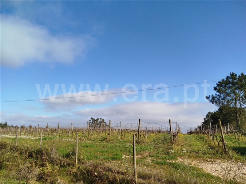 Terreno  Bombarral, Salgueiro - 1453539 - 6