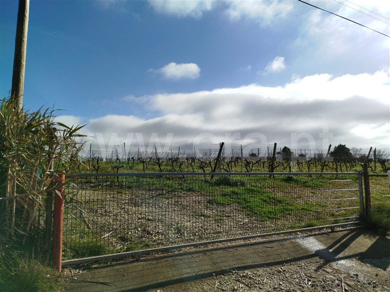 Terreno  Bombarral, Salgueiro - 1453539 - 7