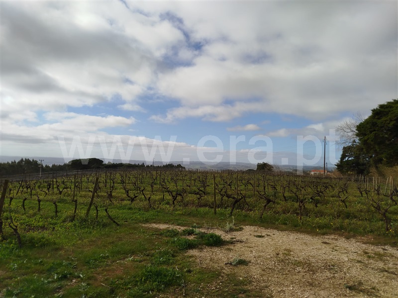 Terreno Rústico  Bombarral, Salgueiro - 1453541 - 2