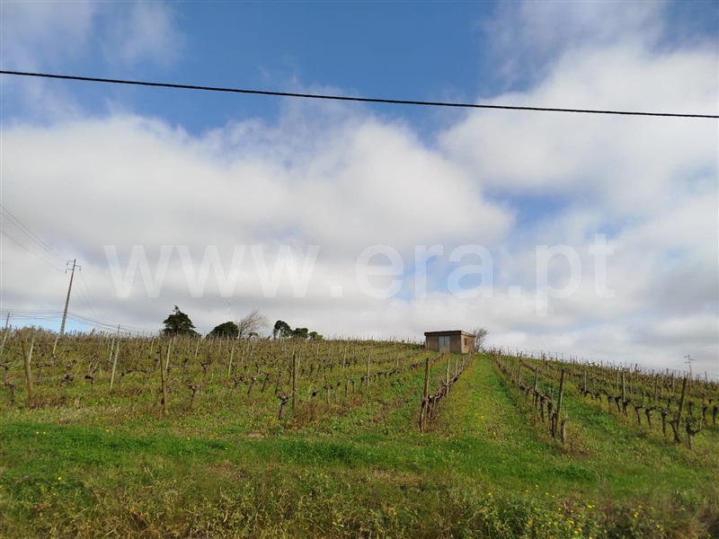 Terreno Rústico  Bombarral, Salgueiro - 1453541 - 8