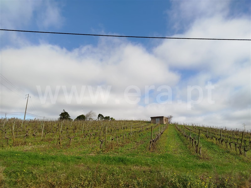 Terreno Rústico  Bombarral, Salgueiro - 1453541 - 10