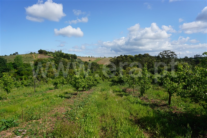 Terreno  Bombarral, Carvalhal - 1480667 - 3