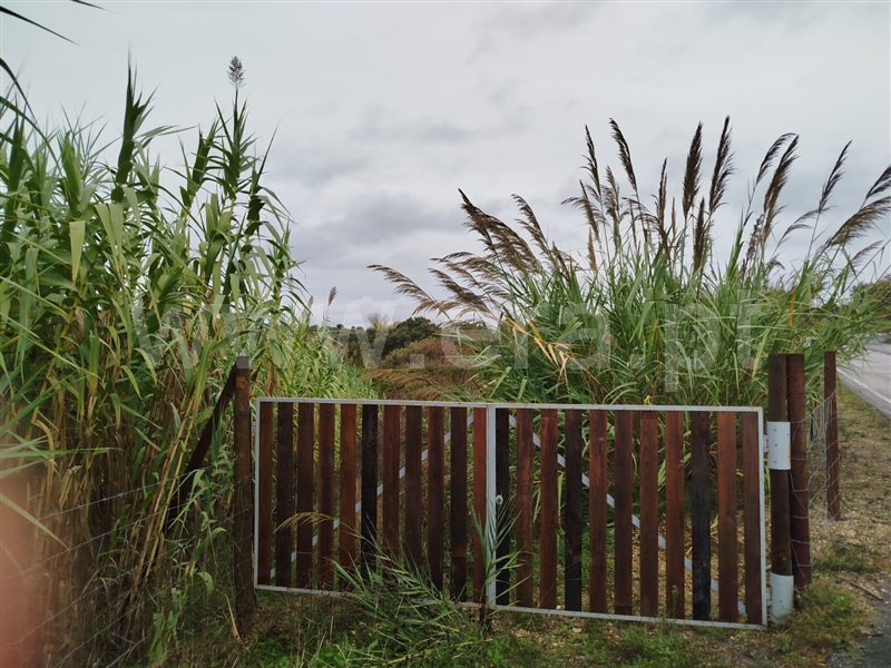 Terreno / Bombarral, Carvalhal