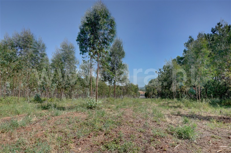 Terreno  Bombarral, Columbeira - 1409197 - 4