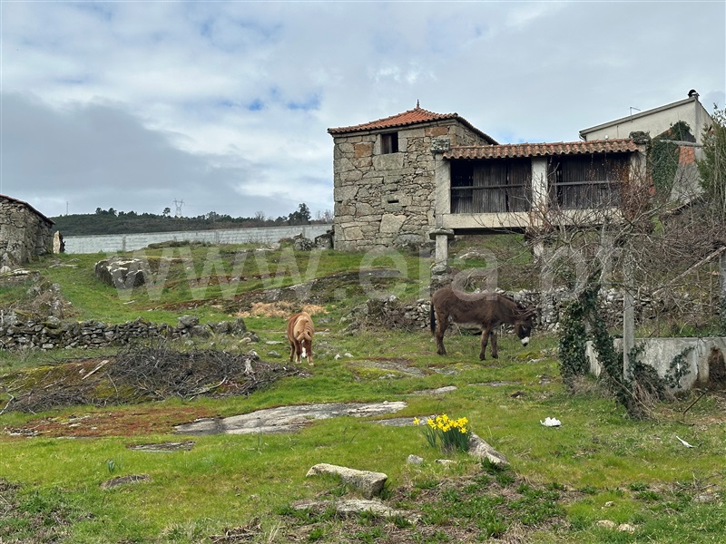 Moradia Rústica T1 Boticas, Boticas e Granja - 1454472 - 7