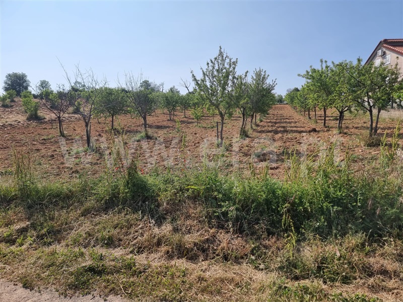 Terreno / Bragança, Coelhoso