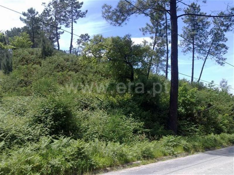 Terreno  Cabeceiras de Basto, Alvite e Passos - 665584 - 3