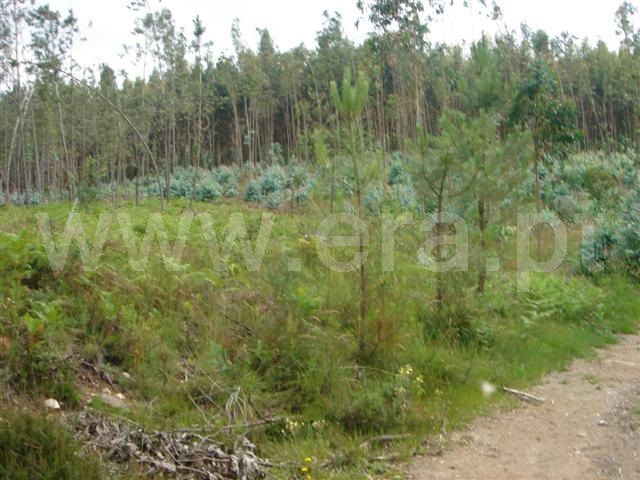 Terreno / Cabeceiras de Basto, Faia