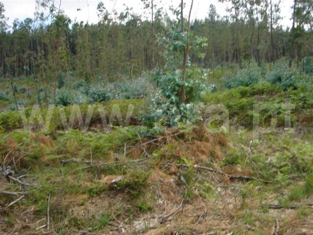 Terreno  Cabeceiras de Basto, Faia - 1022215 - 2